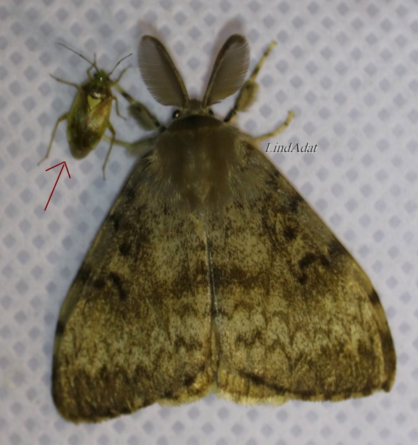 Lygus rugulipennis - molyhos mezeipoloska