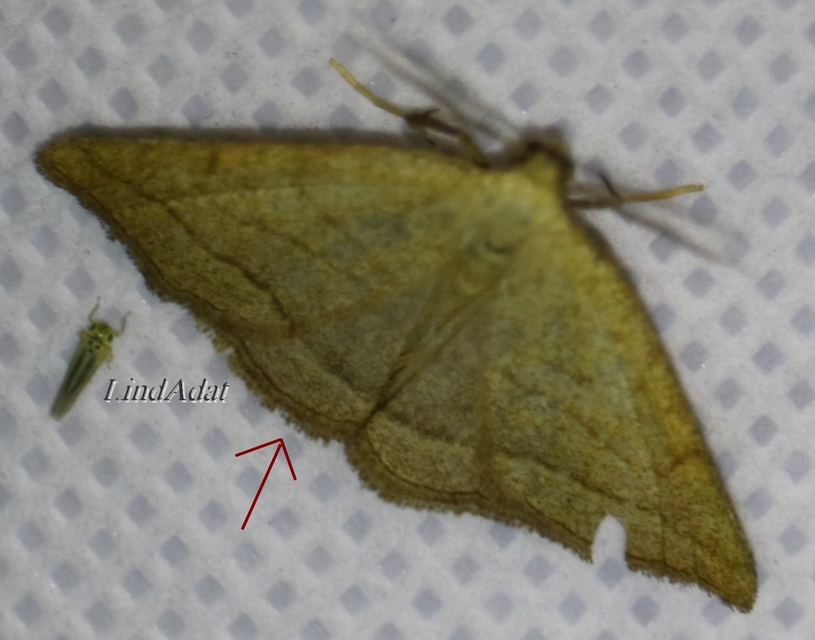 Polypogon tentacularia - sötétaljú karcsúbagoly