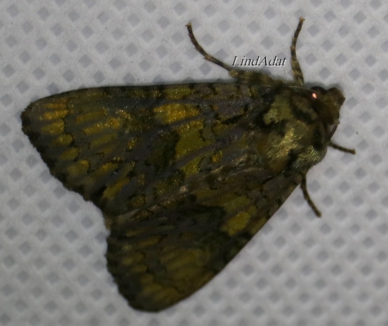 Craniophora ligustri - fagyalbagoly