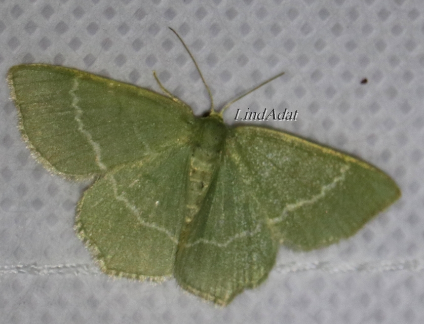 Chlorissa viridata - üdezöld araszoló
