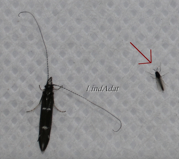 Chironomidae - árvaszúnyogok