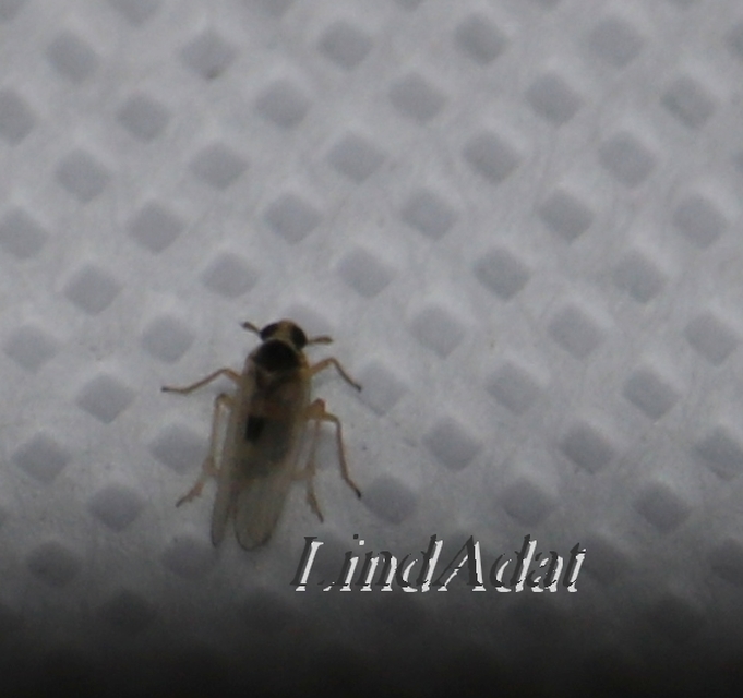 Javesella
