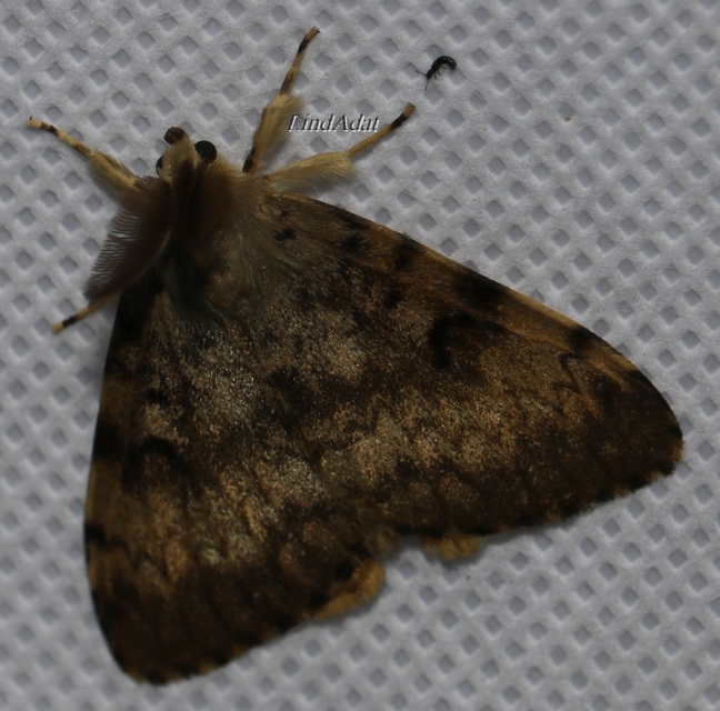 Lymantria dispar - gyapjaslepke