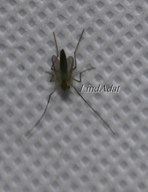 Chironomidae - árvaszúnyogok