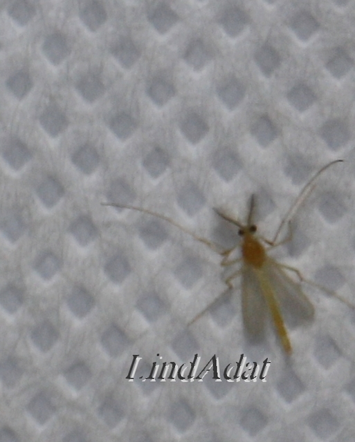 Chironomidae - árvaszúnyogok