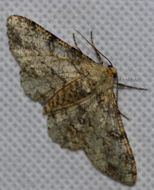 Ascotis selenaria - holdas faaraszoló