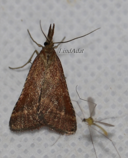 Synaphe punctalis - hosszúlábú fényilonca