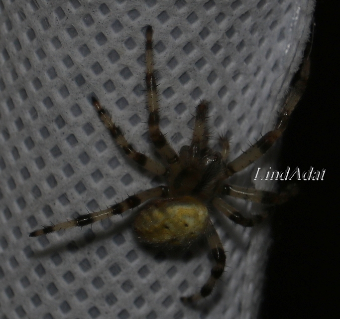Araneus quadratus - négyes keresztespók