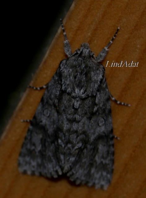 Acronicta auricoma - aranyos szigonyosbagoly