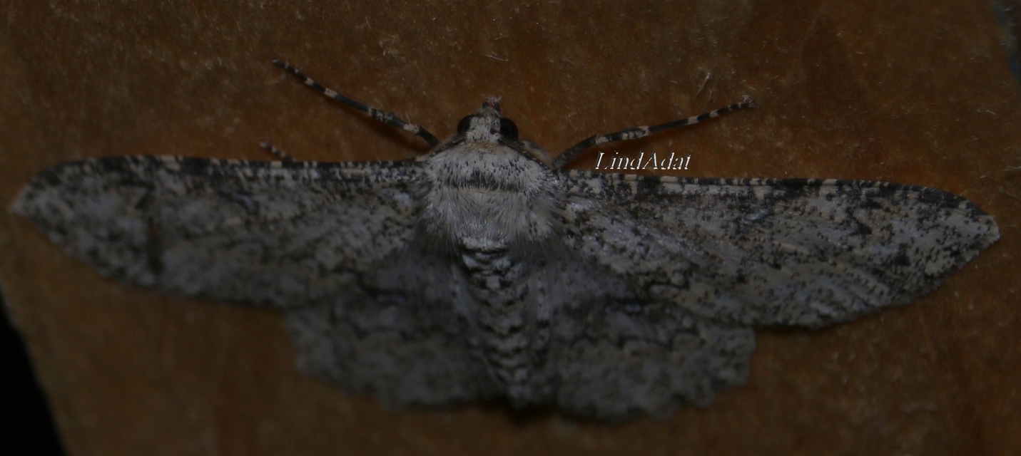 Ascotis selenaria - holdas faaraszoló