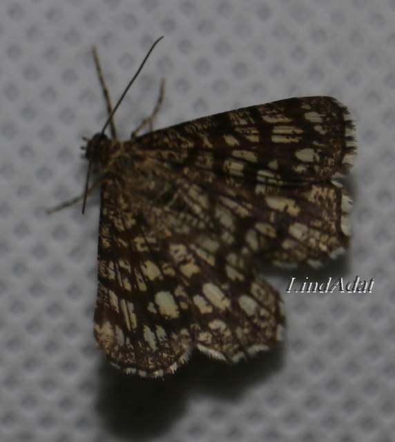 Chiasmia clathrata - rácsos rétiaraszoló