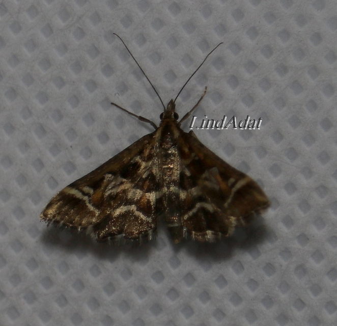 Diasemia reticularis - betűmintás tűzmoly