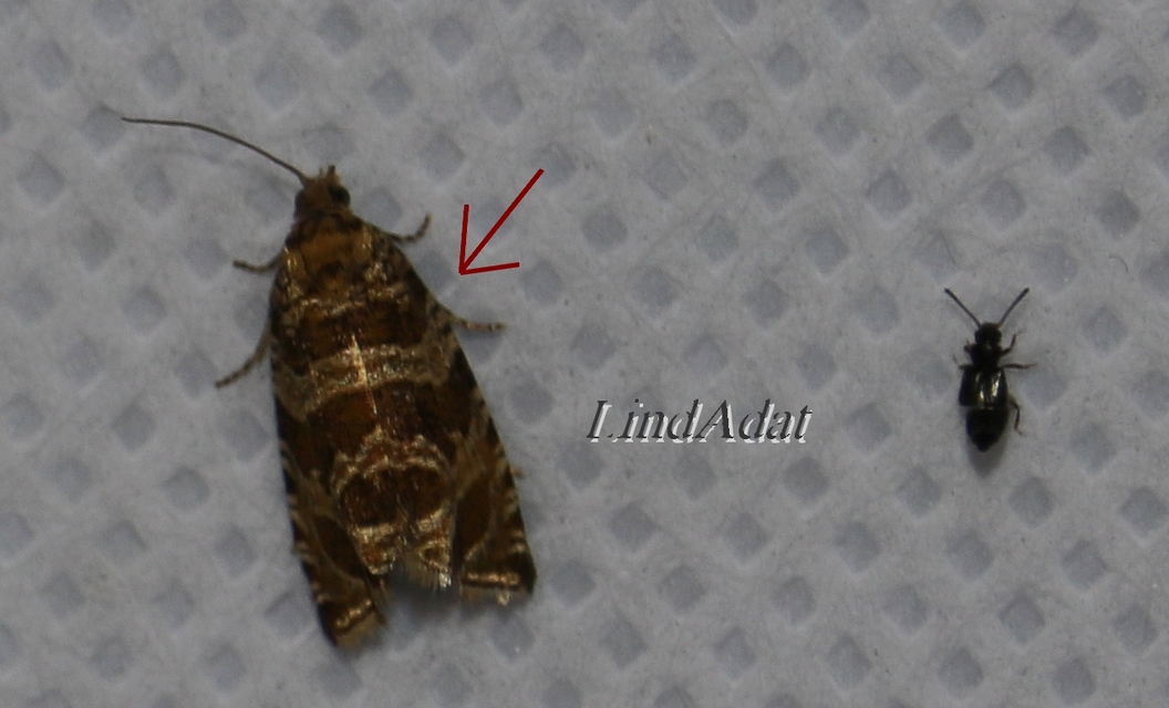 Celypha rivulana - dudvasodró tükrösmoly