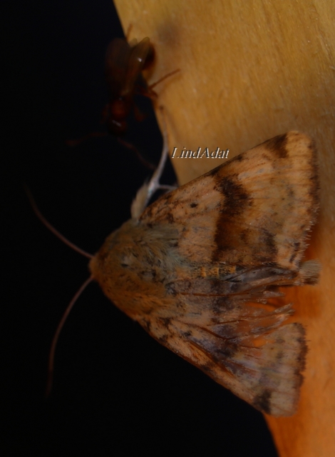Heliothis viriplaca - mácsonyabagoly