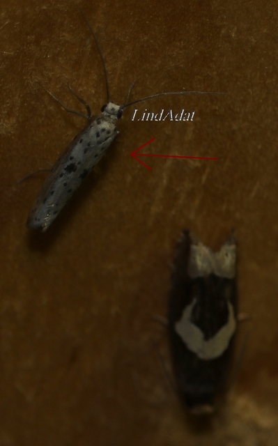 Yponomeuta plumbella - pókhálós bengemoly
