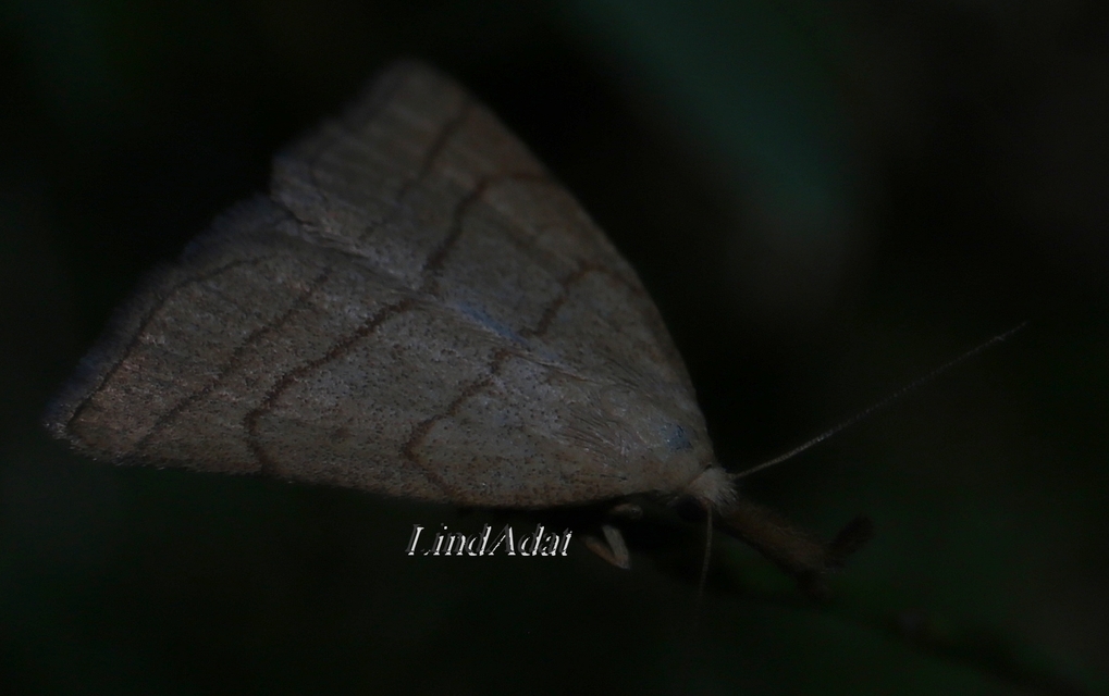 Polypogon tentacularia - sötétaljú karcsúbagoly