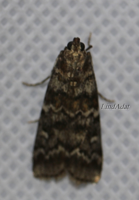 Dioryctria