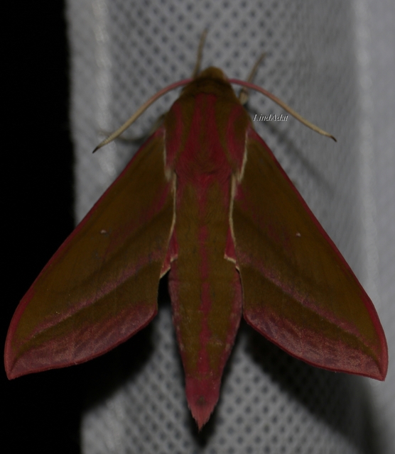 Deilephila elpenor - szőlőszender