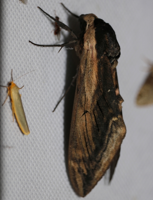 Sphinx ligustri - fagyalszender