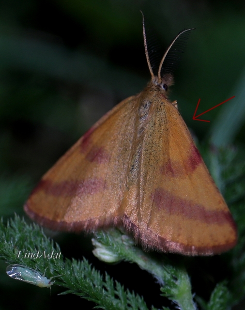 Lythria purpuraria - bíborsávos araszoló