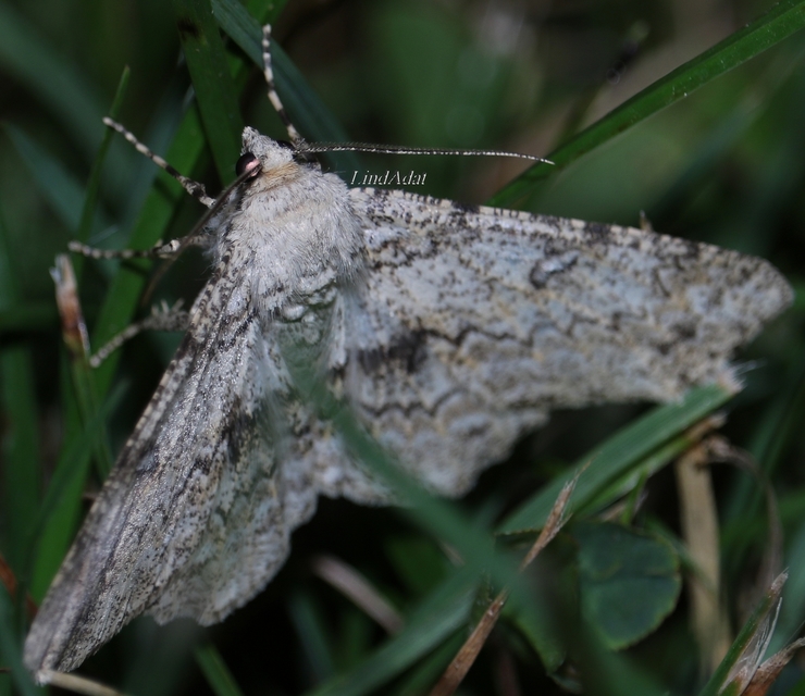 Ascotis selenaria - holdas faaraszoló