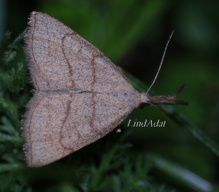 Polypogon tentacularia - sötétaljú karcsúbagoly
