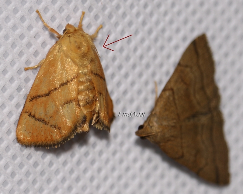 Apoda limacodes - kagylólepke