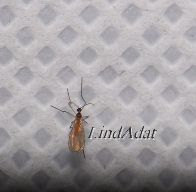 Cecidomyiidae - gubacsszúnyogok