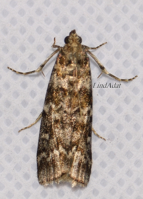 Dioryctria