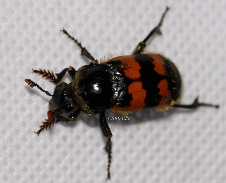 Nicrophorus vespillo - közönséges temetőbogár