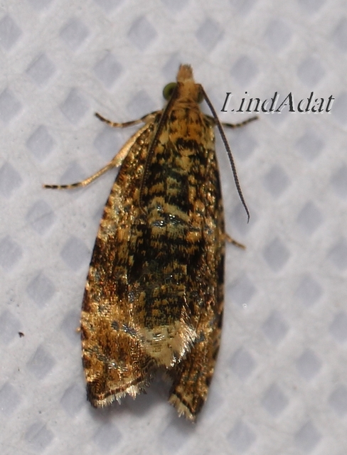 Celypha lacunana - vízparti tükrösmoly