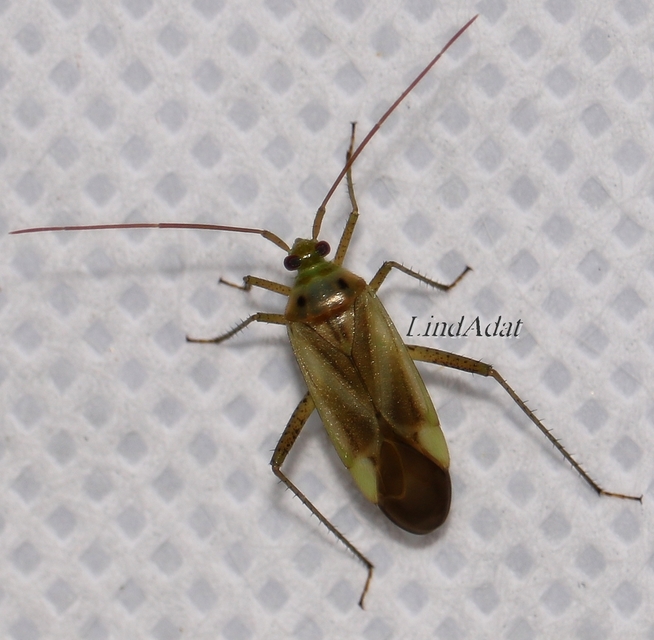 Adelphocoris lineolatus - lucernapoloska