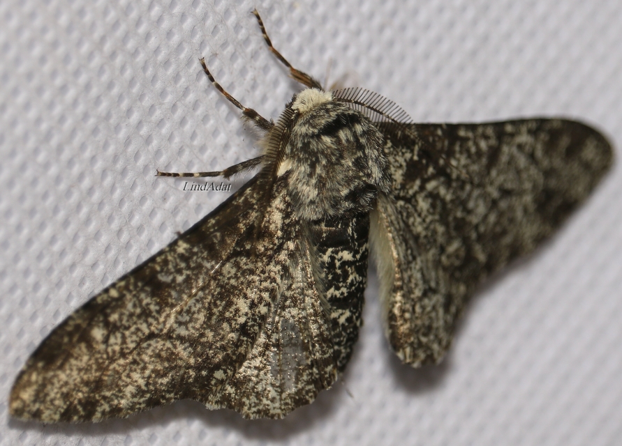 Biston betularia - szürkepettyes araszoló