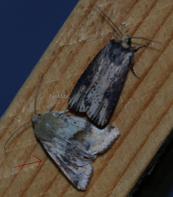 Heliothis viriplaca - mácsonyabagoly