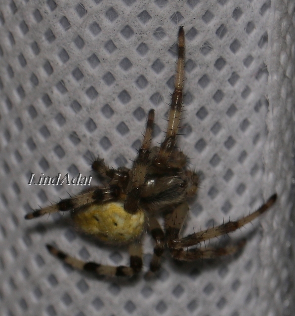Araneus quadratus - négyes keresztespók