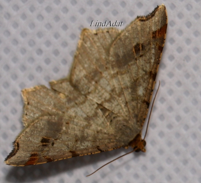 Macaria alternata - közönséges szürkearaszoló