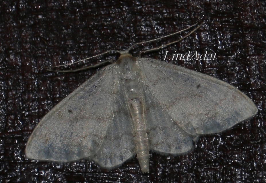 Idaea biselata - mocsári sávosaraszoló