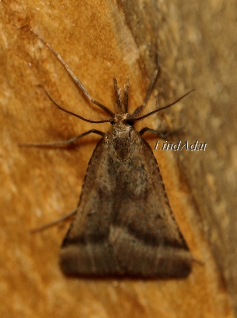 Synaphe punctalis - hosszúlábú fényilonca