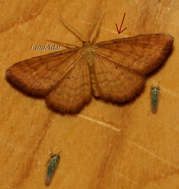 Idaea serpentata - kis sávosaraszoló