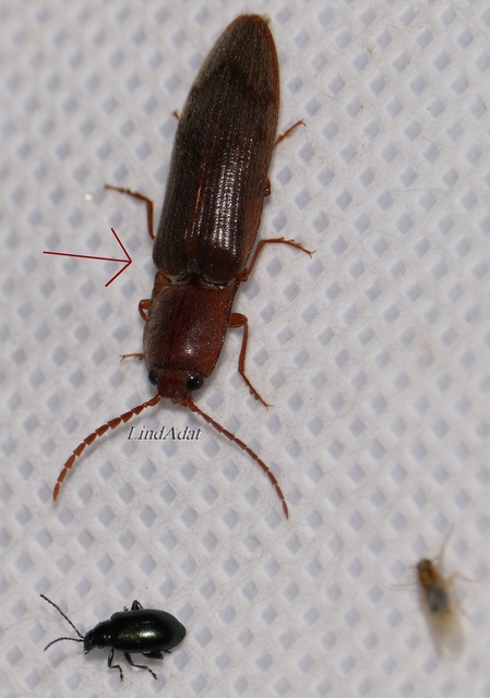 Stenagostus rhombeus - rombusznyakú pattanó