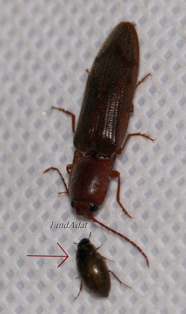 Enochrus