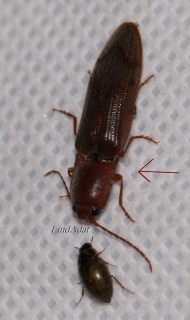 Stenagostus rhombeus - rombusznyakú pattanó