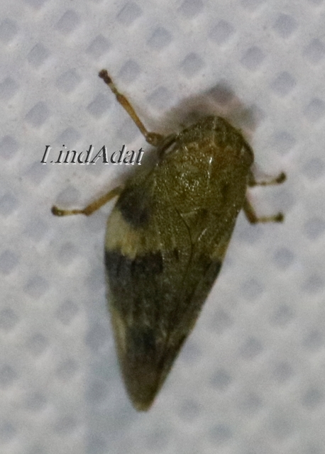Aphrophora alni