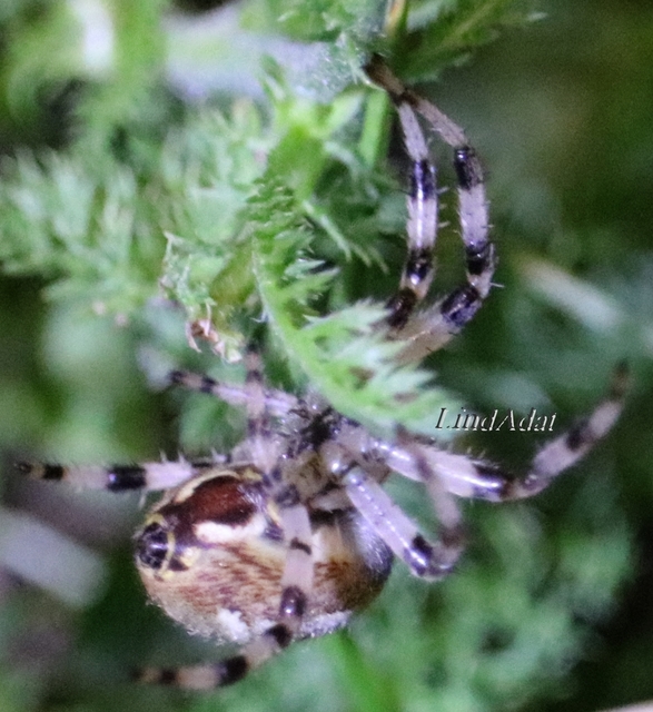 Araneus quadratus - négyes keresztespók