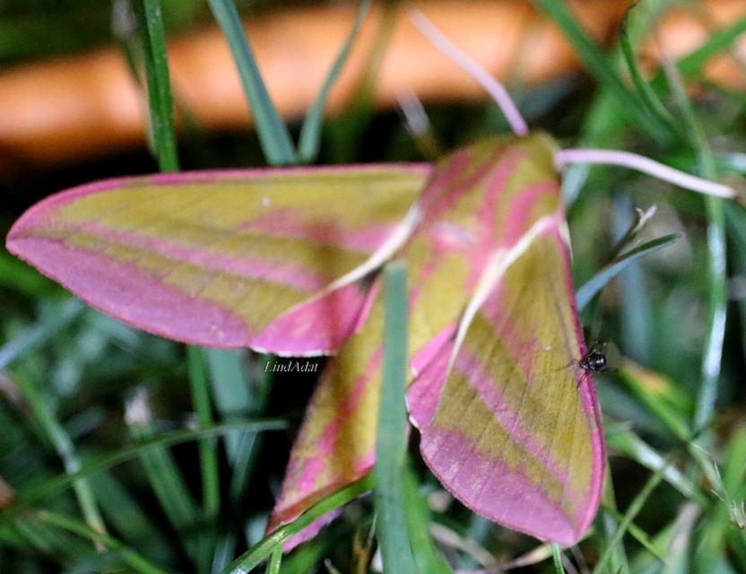 Deilephila elpenor - szőlőszender