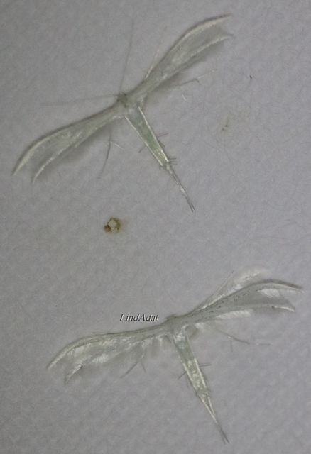 Pterophorus pentadactyla - fehér tollasmoly