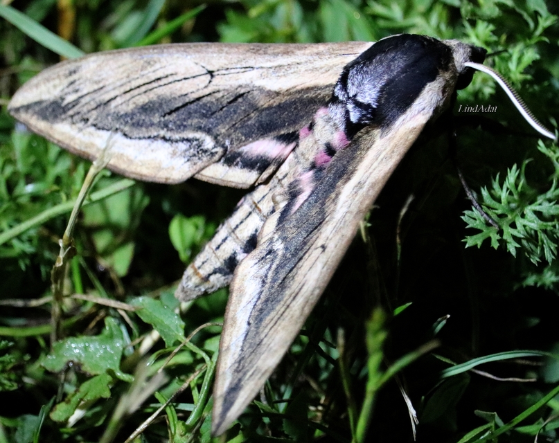 Sphinx ligustri - fagyalszender