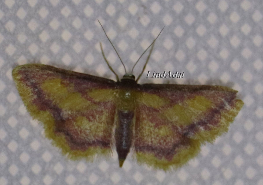 Idaea muricata - mocsári pirosaraszoló