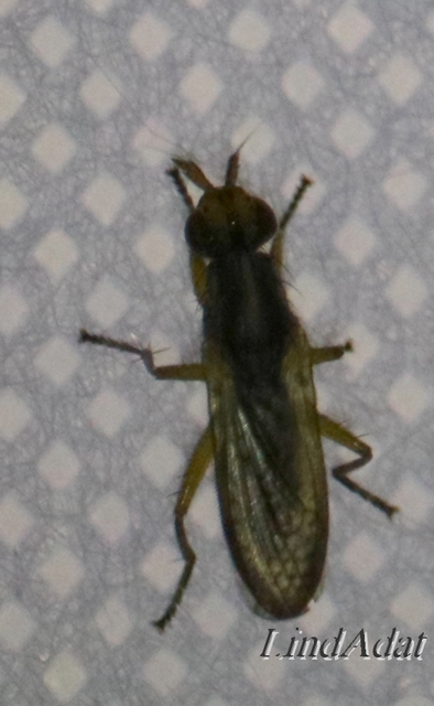 Limnia unguicornis