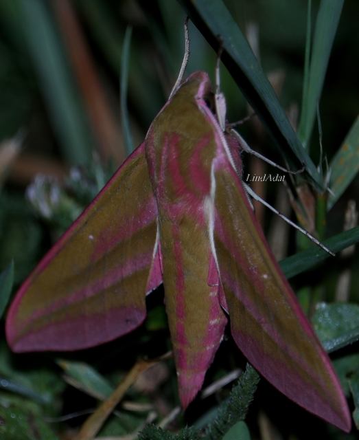 Deilephila elpenor - szőlőszender